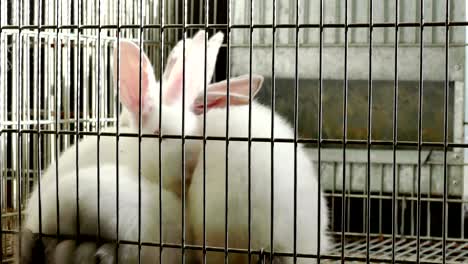 hermosos conejos en una granja en jaulas