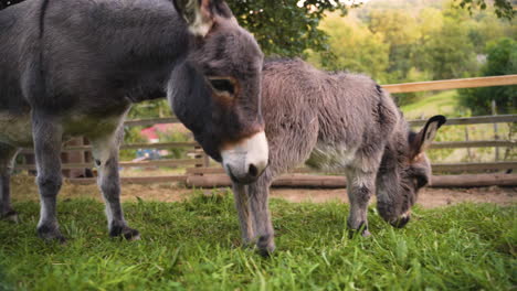 a cute little newborn miniature mediterranean donkey with a fringe curiously exploring the ground, being carefully nudged and protected by its, not leaving her side, both trotting in a farm pen, 4k