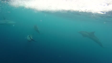 schote von delphinen, die neben dem boot schwimmen