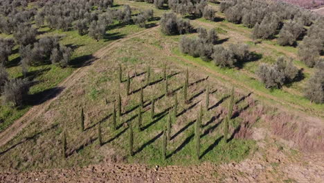 Aerial-dolly-in-over-Mediterranean-Cypress-Trees-in-Tuscany,-Italy-in-the-day