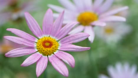 pink and white daisy flowers