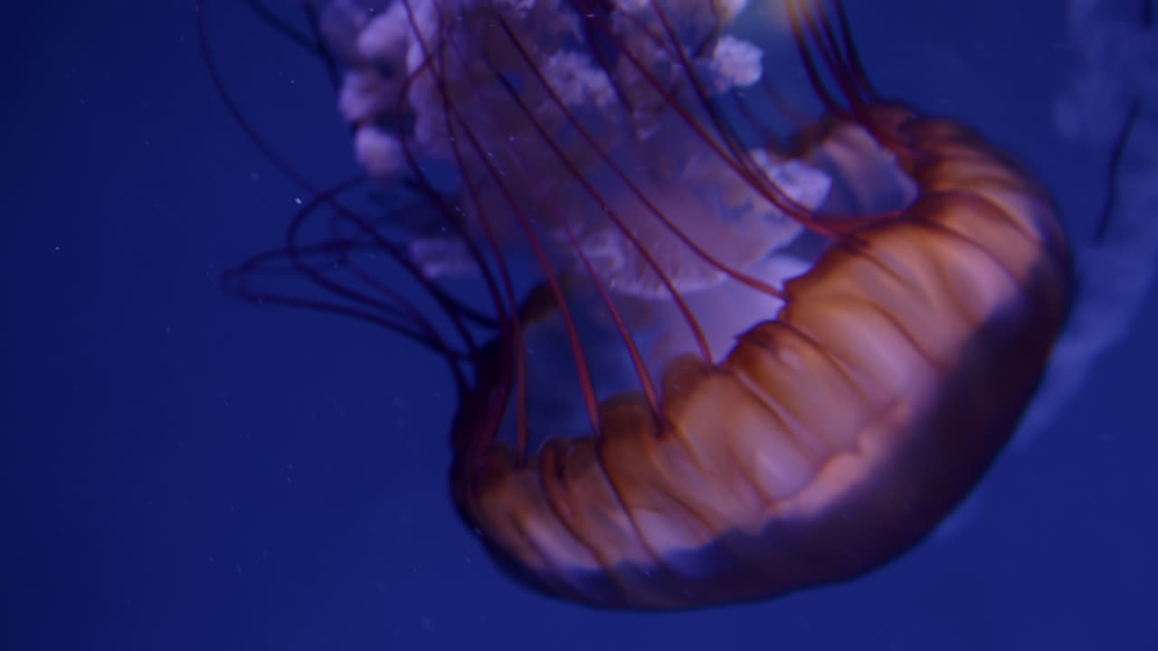 светящиеся медузы в аквариуме