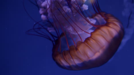 medusas brillantes en un acuario