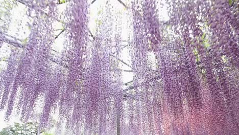 la mejor vista en el parque de flores ashikaga