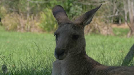 cerrar canguros grises orientales relajándose en un exuberante campo verde