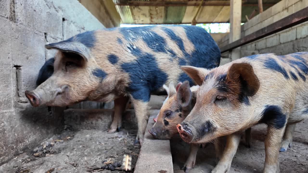 Close-up of Scared Pigs' Faces, Animal Cruelty and Factory Farming
