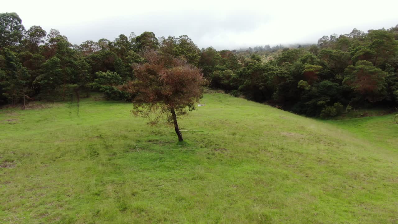Drone circling a lone tree isolated on a grassy field in the Polipoli Spring State Recreation Area of Maui County
