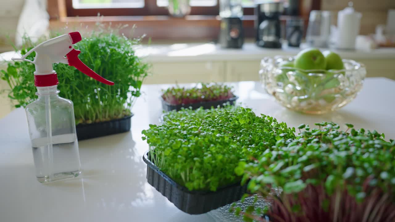 Microgreens on a Kitchen Counter