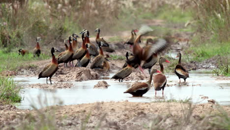 Rainforest marsh with exotic tropical ducks in wetland water