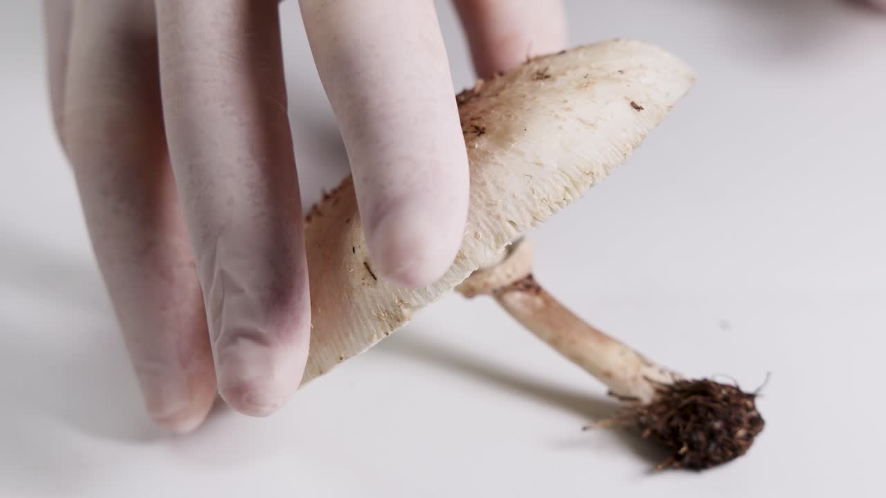 Hands in gloves carefully examine a mushroom's structure under bright lighting, highlighting its gills, cap, and stalk