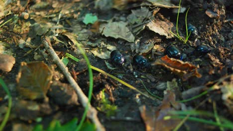 4k macro shot of a beetle colony eating the ground