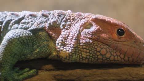 a video of a lizard in its habitat exploring and resting on a rock a captivating video shows a lizard in its habitat perched on a sunlit rock curiously gazing at the camera before resting it explores nearby wood highlighting its intriguing behaviors