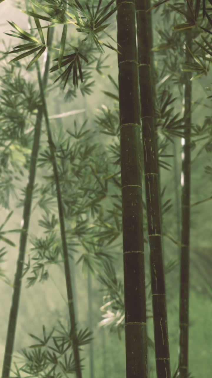 Foresta di bambù con la luce del sole che filtra tra le foglie in un ambiente tranquillo