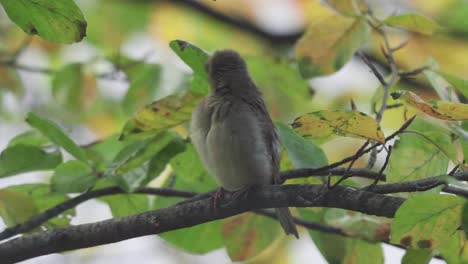 House-Sparrow-brushing-itself-up-while-perching-on-a-tree-branch