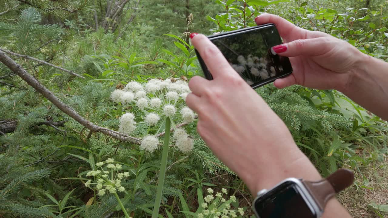 abejas y moscas fotografiadas con la cámara de un teléfono celular alimentándose de flores blancas rockies kananaskis alberta canada