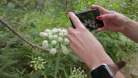 bees and flies photographed with a cell phone camera feeding on a white flowers rockies kananaskis alberta canada