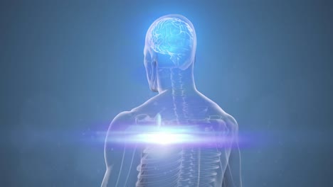 animation of glowing light over human body with brain