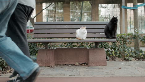 White-and-Black-Cats-are-Standing-on-Wooden-Bench,-Looking-to-People-Passing-by-in-City-Park-in-slowmo