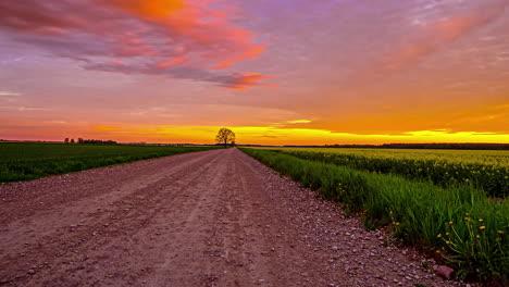 empty rural road between canola fields during colorful sunset at horizon - beautiful clouds moving at sky - time lapse shot