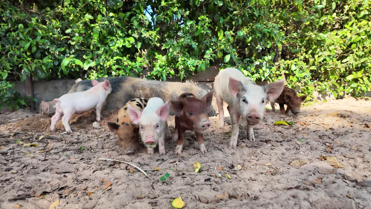 Farm Animals: A Group of Pigs Foraging for Food on the Ground