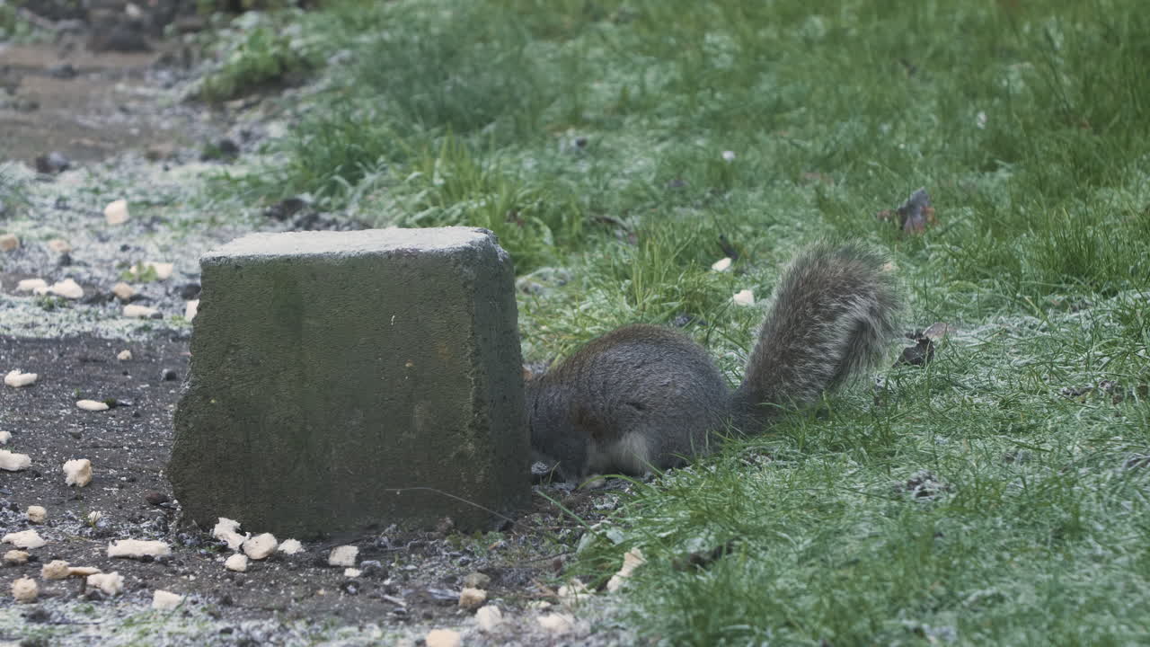 Scoiattolo grigio che mangia pezzi di pane dal giardino in un pomeriggio gelido