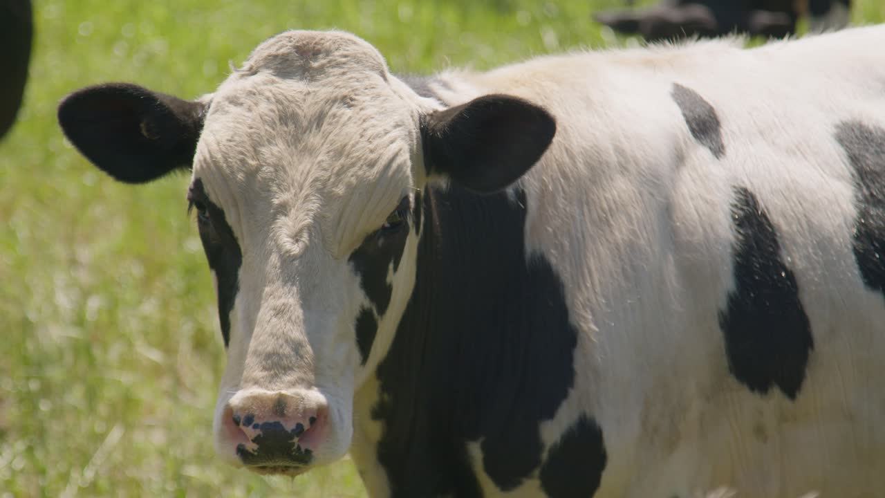 A black and white, spotty cow looking at the camera in New Zealand