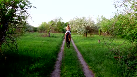 spring, outdoors, girl rider, jockey riding on thoroughbred beautiful brown stallion, through old blossoming apple orchard. horse running in blooming garden. stedicam shot