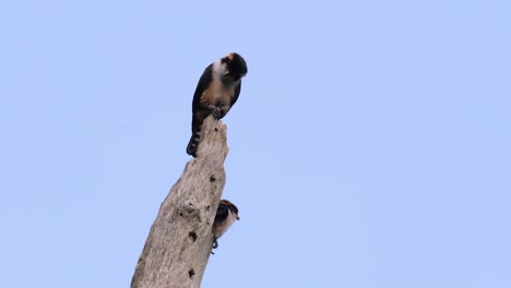 el falconet de muslo negro es una de las aves rapaces más pequeñas que se encuentran en los bosques de algunos países de asia