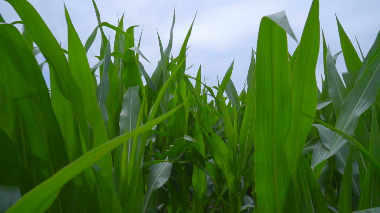 hojas verdes y turbina eólica. panning de hojas de maíz a generador de viento