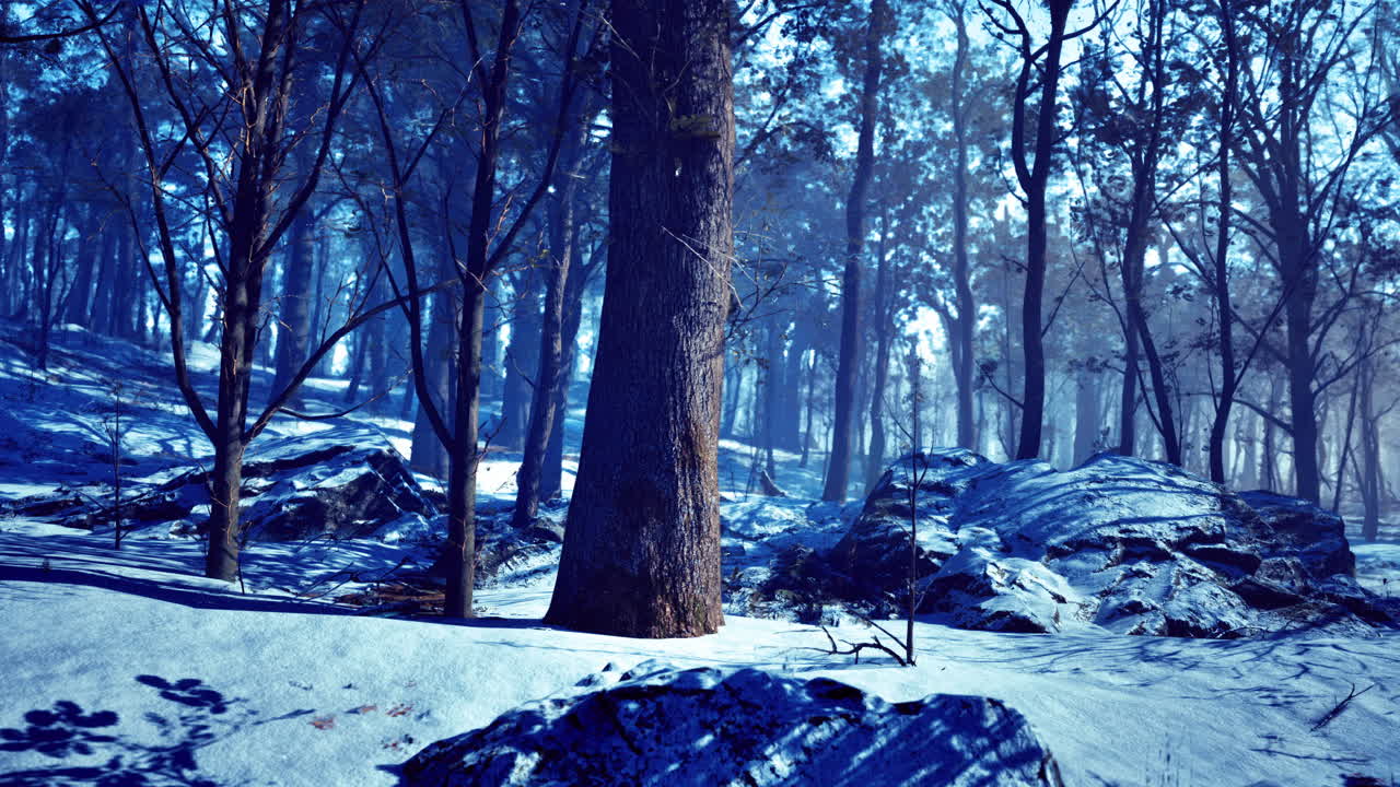Winter forest landscape with snow covered ground and tall trees at dusk