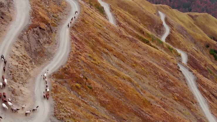 Herd of sheep moves along winding road in Georgia's Caucasus region
