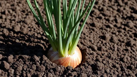 onion plant growing in garden soil