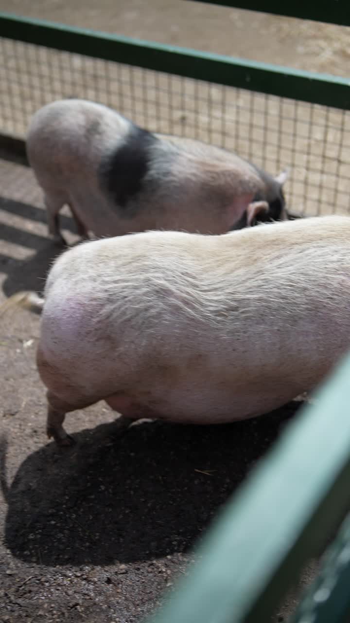 창고에 힌 돼지