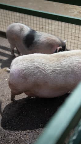 pigs in a pen