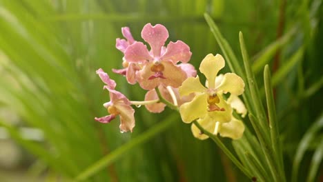 purple rose white yellow moth orchid in between palm trees, heavy rain falling in background and foreground, closeup