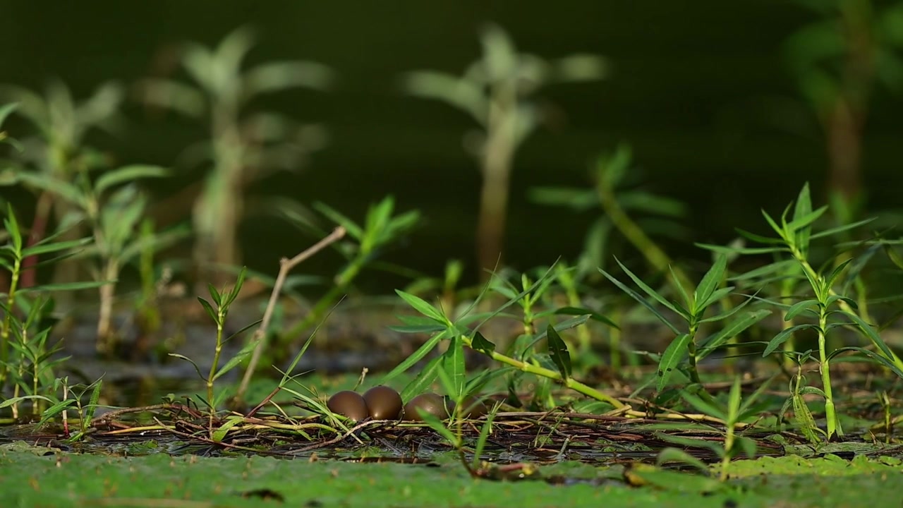 Tangkapan dekat yang indah dari telur berwarna perunggu yang berkilau unik milik Jacana Ekor-Kalkun liar (Hydrophasianus chirurgus) yang bertengger di sarang terapung dari vegetasi air
