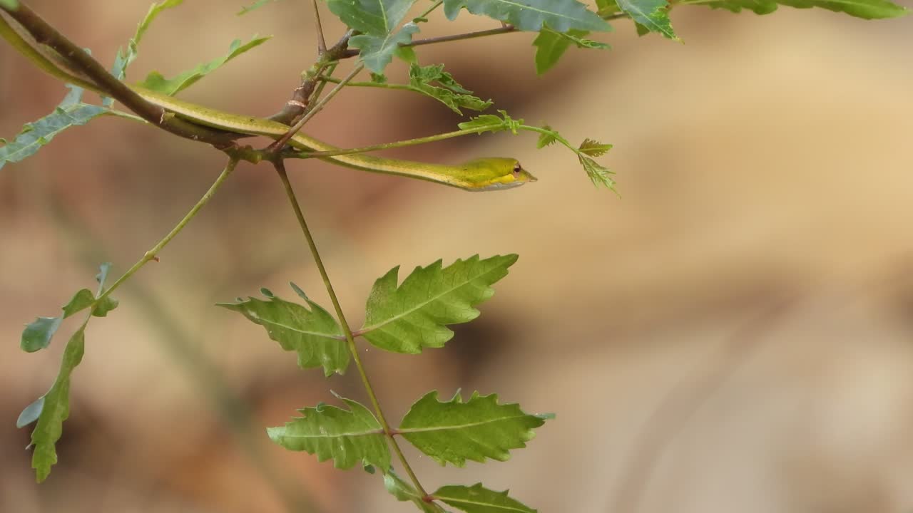 serpiente de látigo de nariz larga en el árbol esperando a la palanca para cazar