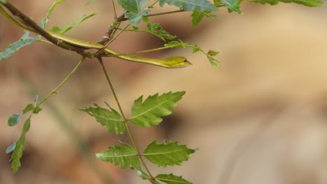 Long-nosed-whip-snake-in-tree-waiting-for-pry-to-hunt-