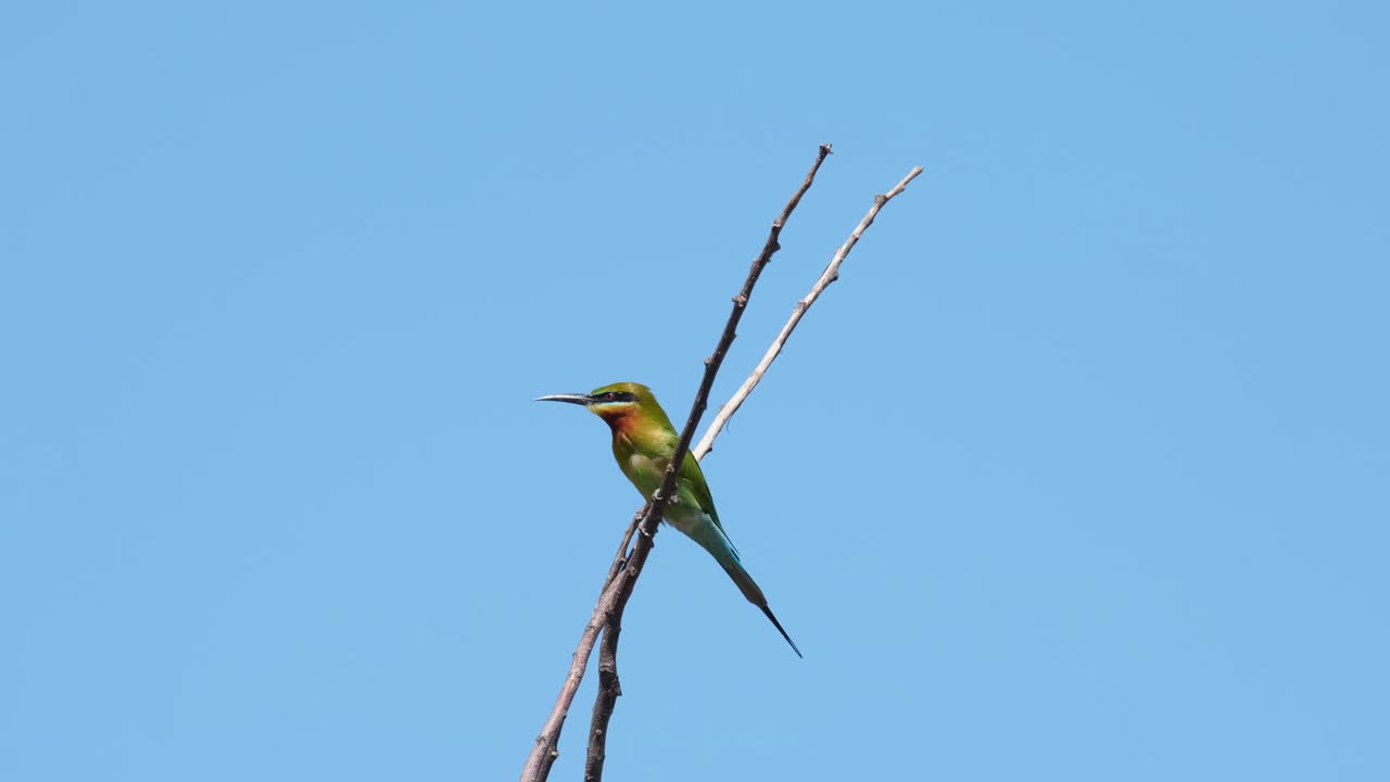 푸른 꼬리 꿀벌 먹는 사람 merops philippinus 주위를 둘러보고 두 개의 나뭇 가지 사이에 자리 잡은 다음 바람, 태국과 균형을 잡으면 서 몸과 깃털을 흔드는 모습