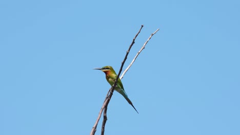 Blue-tailed-Bee-eater-Merops-philippinus-seen-perched-in-between-two-twigs-looking-around-and-then-shakes-its-body-and-feathers-while-balancing-with-the-wind,-Thailand