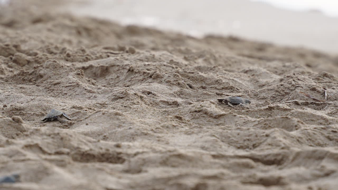 작은 새끼 바다거북이들이 모래 해변을 가로질러 바다를 향해 기어다닙니다.