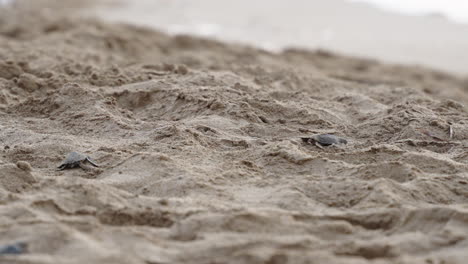 tiny baby sea turtles crawl across a sandy beach toward the ocean