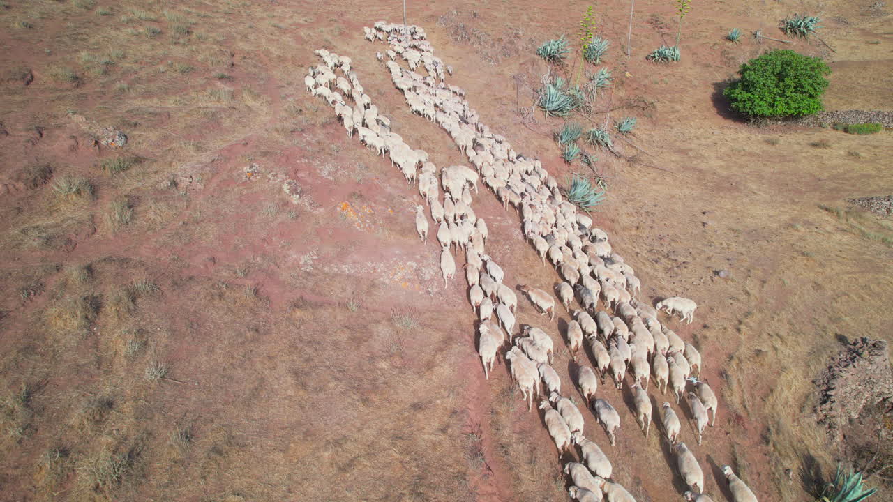 이동 중인 양: 그란 카나리아에서 드론으로 양을 옮기는 것