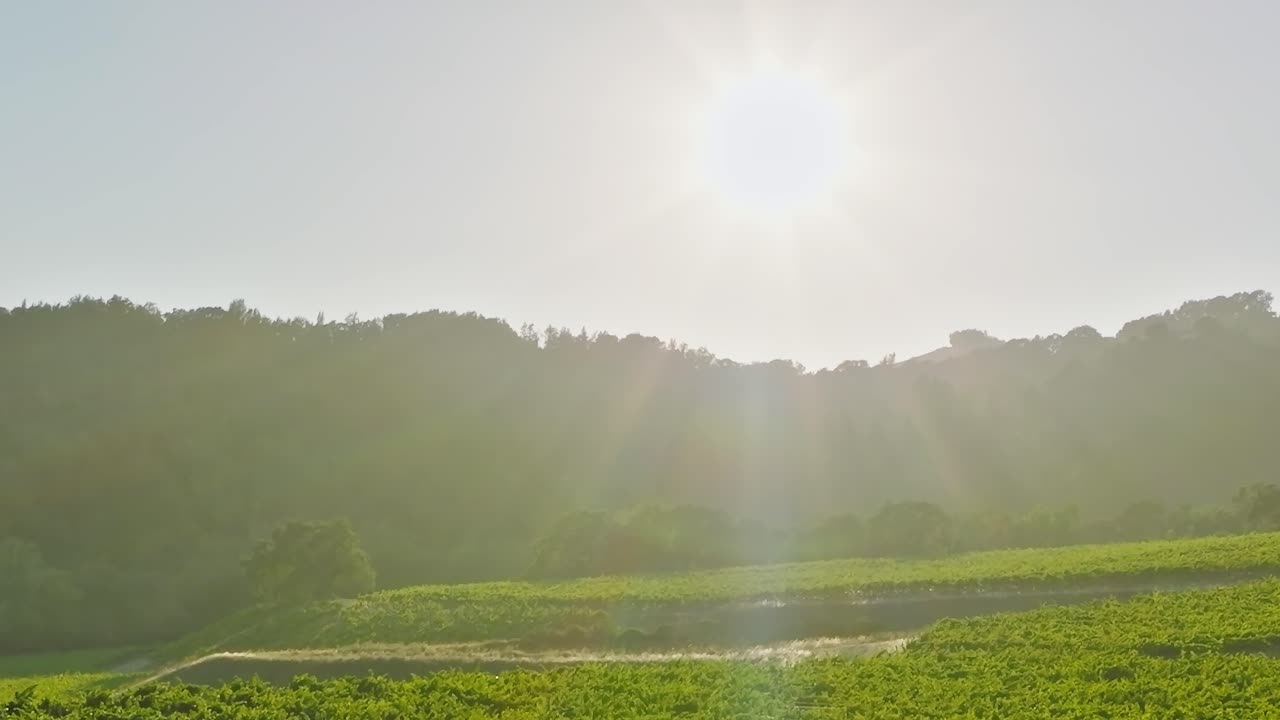 ไร่องุ่นทอดยาวทั่วหุบเขานาปาภายใต้แสงแดดอันสดใสในแคลิฟอร์เนีย