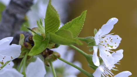 Süßkirschblüten-Im-Frühling.-Weiße-Kirschblüten