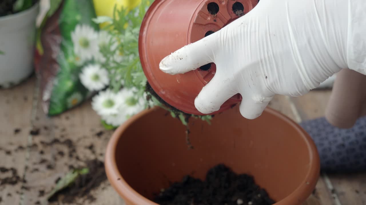 mujer repotando una planta