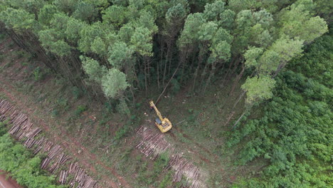 pine tree felled by tracked forestry machinery