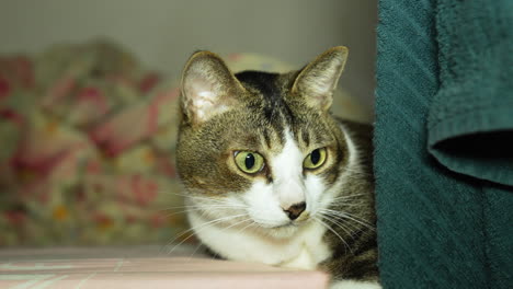 cat with funny expression lying on bed