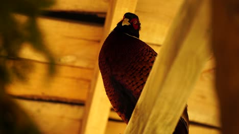 pheasant inside wooden cage with colorful feathers on ring neck