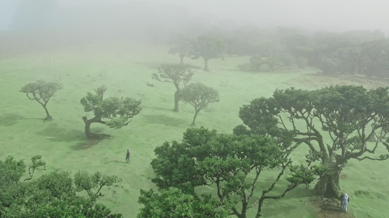 Misty Highland Forest with Trees and Hikers